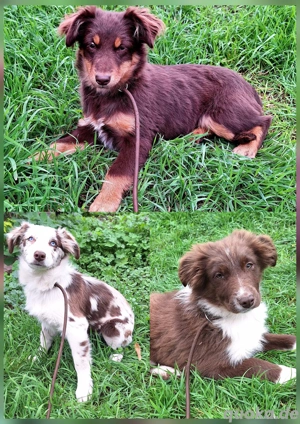 Miniature Australian Shepherd Welpen mit Papieren 