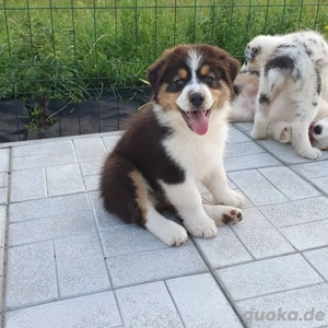 Australischer Schäferhund sucht neues Zuhause