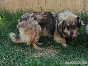 Kleiner Charmeur Koko