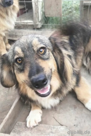 Kleinbleibender Koko