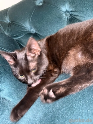 verspielter kater sucht liebesvolles zuhause 