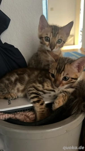 Bengal-Kitten   die klügsten Mini-Leoparden der Welt!