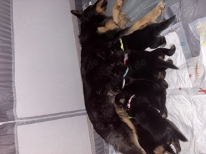 Australien Shepherd x Altdeutscher Hütehund Welpen 