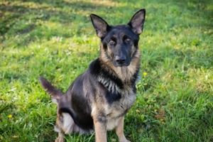 *HAILEY* Die sanfte Hündin ist sozial und leinenführig, und sie lernt gerne und schnell