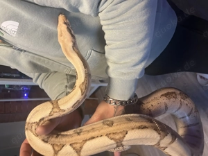 Boa Sunset Jungle 66% blood (Weibchen, 5 Jahre)