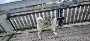 Wunderschöner Akita sucht ein neues Zuhause