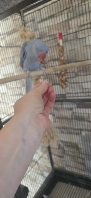 Afrikanischer Halsbandsittich mit Voliere  Bild 3