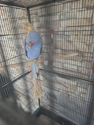 Afrikanischer Halsbandsittich mit Voliere  Bild 2