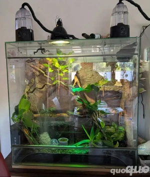 Jemenchamälion mit Terrarium 