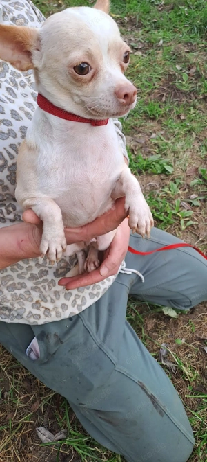 *LUNA* - Ich bin noch etwas zurückhaltend und zögerlich, wird aber von Tag zu Tag besser Bild 5