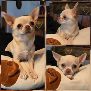 Chihuahua Hündin 