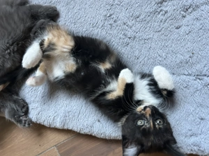 Maine Coon Mix Kitten 