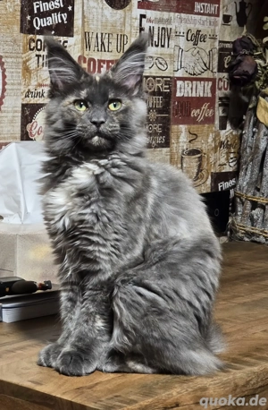 Maine Coon Kätzin mit Stammbaum 
