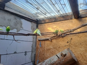 Junge Wellensittichen 