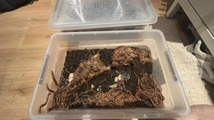 Telodeinopus aoutii (DNZ) Tausendfüßer 