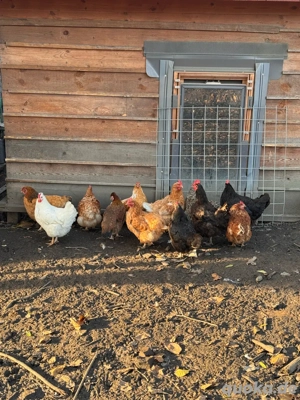Huhn Hühner abzugeben   aus Freilandhaltung