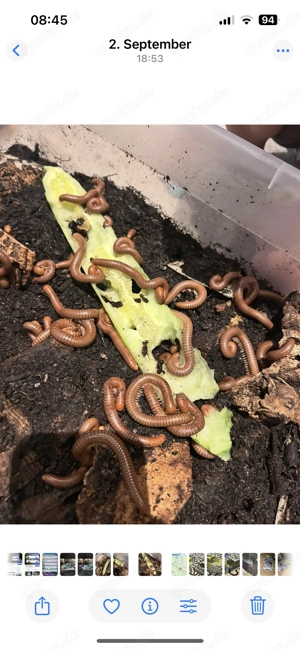 Spirostreptus spec. 1 "Tansania"Tausendfüßer 