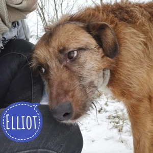 Elliot, wunderhübsche Rüde, wartet schon so lange auf ein Zuhause
