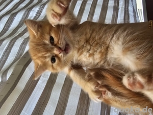 BKH-Kitten zu verkaufen    Bild 2