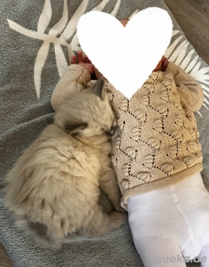 Nur noch 2 zauberhafte Ragdoll ähnl. Heilige Birma Kitten! Katzenbabys   Kitten  Bild 2