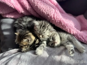 BKH Britisch Kurzhaar Kitten