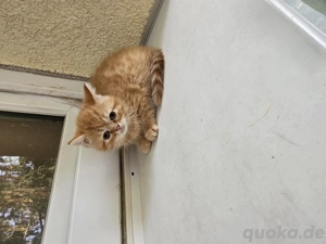 BKH-Kitten zu verkaufen   