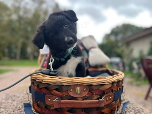 Border Colli Welpe, rüde, Mama Border Papa Border-Harzer Fuchs, will ausziehen