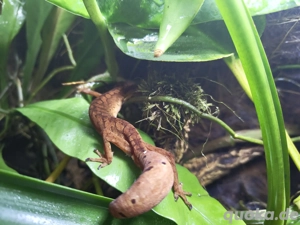 1.0 Fuchsgesicht-Gecko ( Aeluroscalabotes Felinus )
