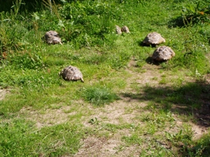 Spornschildkröten aus eigener Zucht mit Herkunftsnachweis. Bild 7
