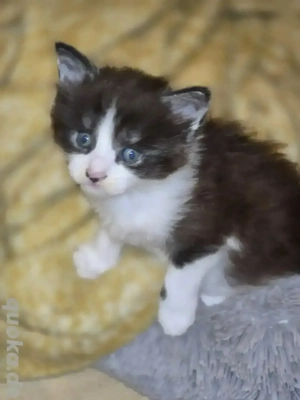Reinrassige Maine Coon Kitten mit Stammbaum sind geboren