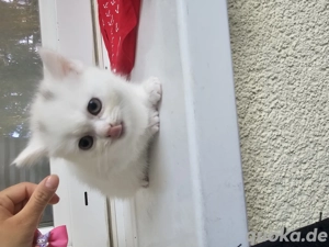 BKH-Kitten zu verkaufen    Bild 3