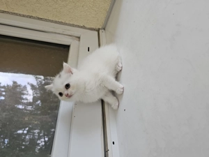 BKH-Kitten zu verkaufen    Bild 4