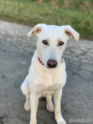 Labrador Windhund sucht neues Lebenszuhause Bild 2