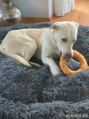 Labrador Windhund sucht neues Lebenszuhause Bild 4