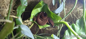 1.0 Aeluroscalabotes Felinus (Katzengecko)