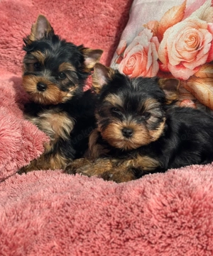 Reinrassige Yorkshire Terrier Rüde und Hündin