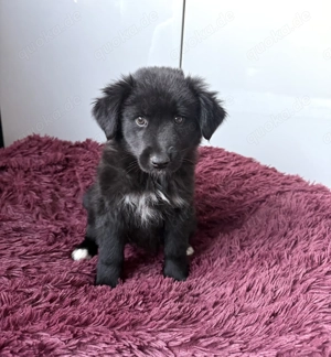 Eva sucht ein Körbchen