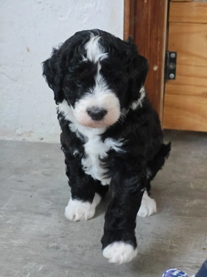 Bernedoodle F1B - 1 Hündin abzugeben