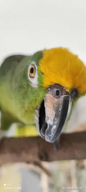 Biete Platz für mittelgroße und große papageien 