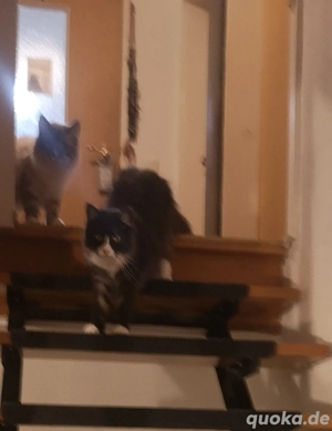 norwegische Waldkatze