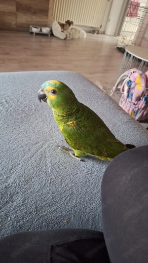 Coco sucht sein neues zu Hause. 