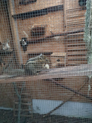 4 japanische Streifenhörnchen 