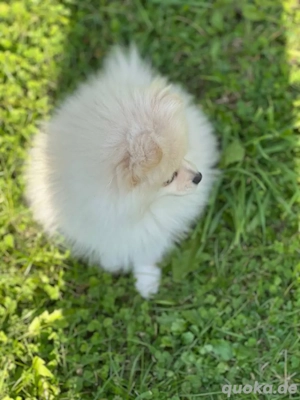 süßer zwergspitz (weiß beige)