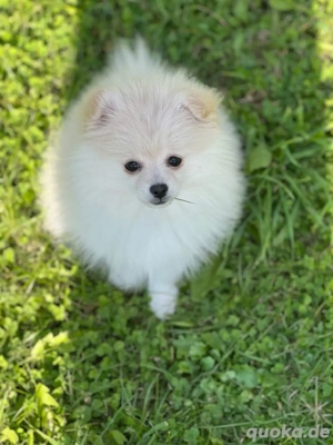   süßes Hundemädchen-Pomeranian Zwergspitz  sucht neues zuhause Bild 7