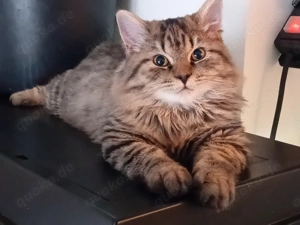 BLH 20 Wochen alt Abzugeben 