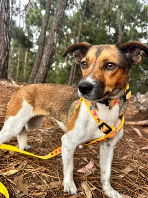 BENITA sucht ein liebevolles Daheim