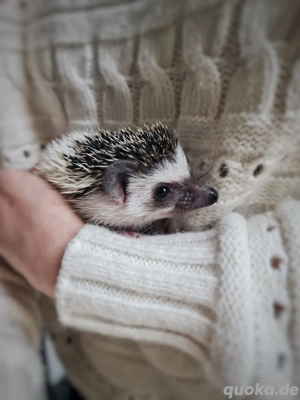 Afrikanische Weißbauchigel Babies - Zwergigel abzugeben!
