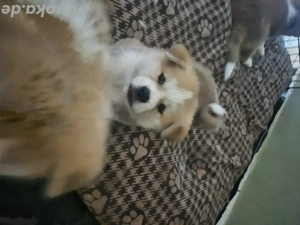 Akita Inu Welpen
