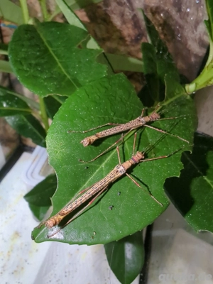3,0 Calvisia khlongsokana stabschrecken