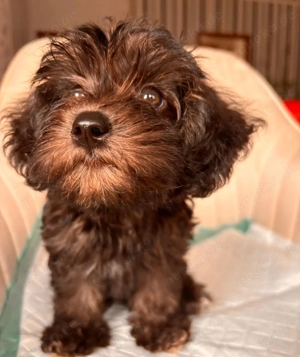 Yorkipoo-Welpen